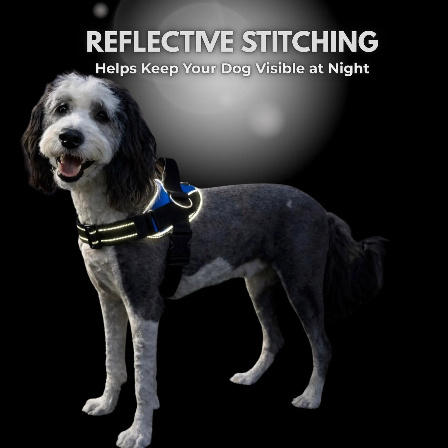 Essential Dog Harness with 3 Leash Clips